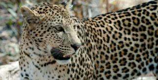 Sonhar com leopardo